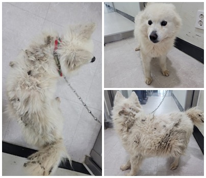 논산시 동물보호센터_444454202500616